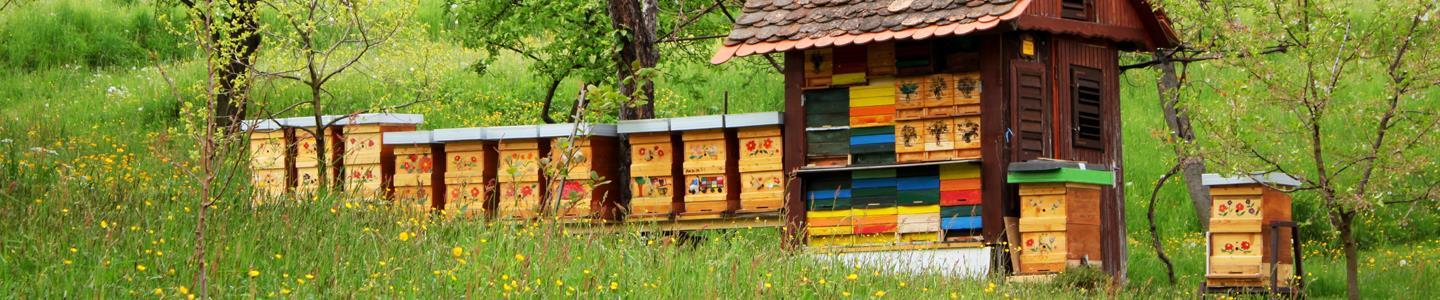 Bogata tradicija čebelarstva